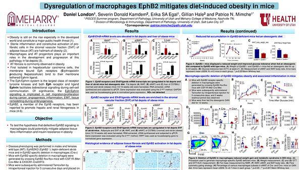 Dysregulation of macrophages EphB2 mitigates diet-induced obesity in mice